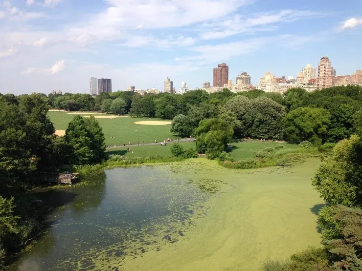 Central park tour, visit central park, picnic,