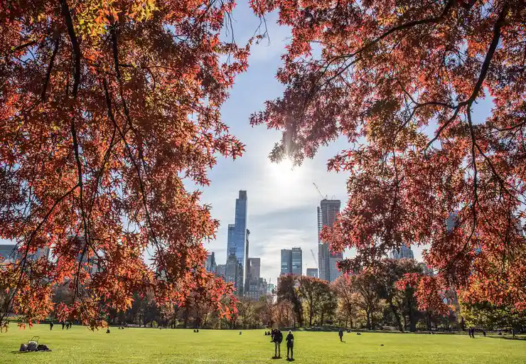 Central park tour, visit central park, picnic,
